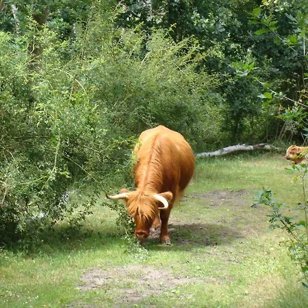 Rasch Bergen aan Zee