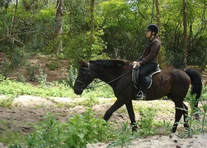 Rasch Szálloda Bergen aan Zee